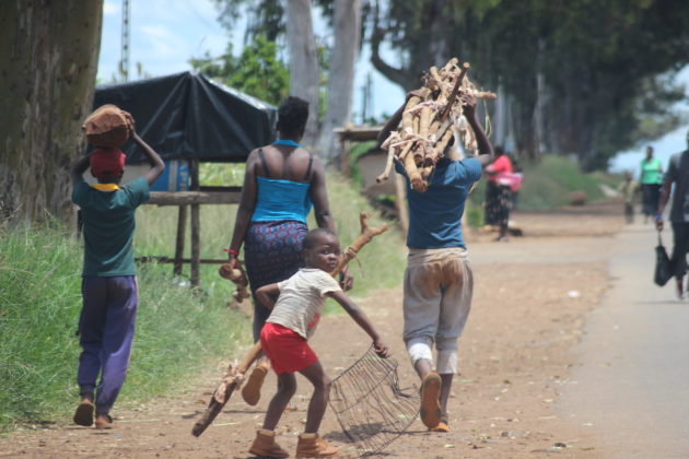 Timber turns into energy source in power-starved Zimbabwe.