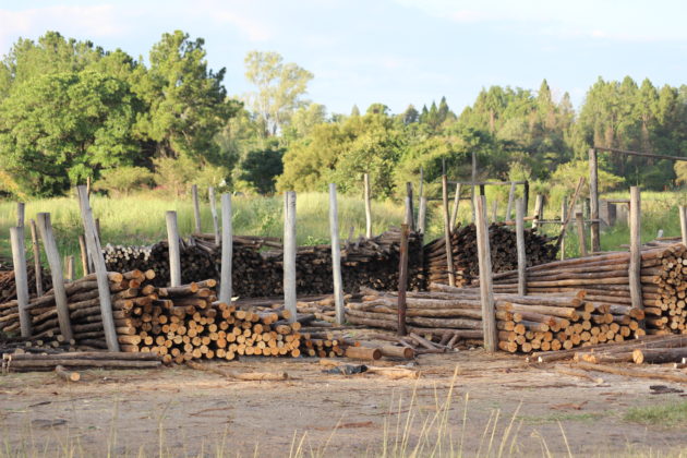 Vendors turn to selling timber on roadsides.