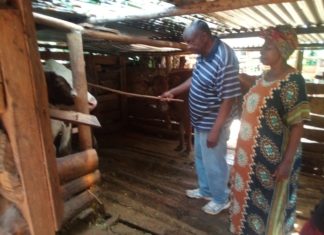 Julius Lumwamu attends to his dairy cows.