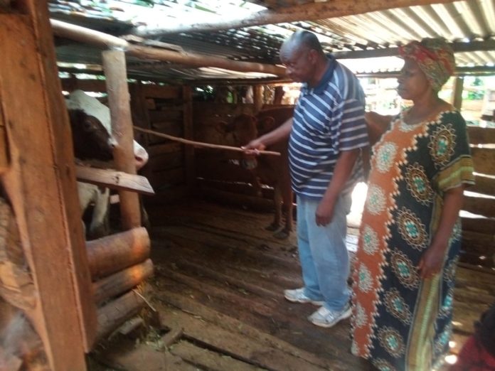 Julius Lumwamu attends to his dairy cows.