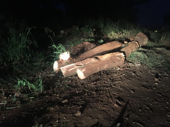 Timber remnants on the ground.