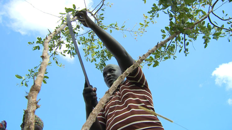 A farmer in northern Uganda prunes regenerating tree.