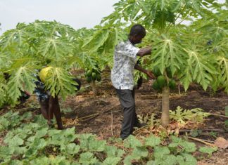 Farmers working on pawpaw fruit trees.