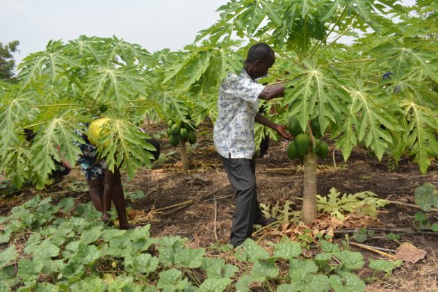 Farmers working on pawpaw fruit trees.