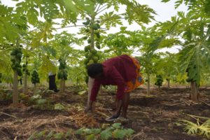 A female farmer in Homa Bay mulches pawpaw fruit trees.