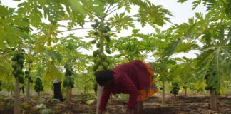 A female farmer in Homa Bay mulches pawpaw fruit trees.