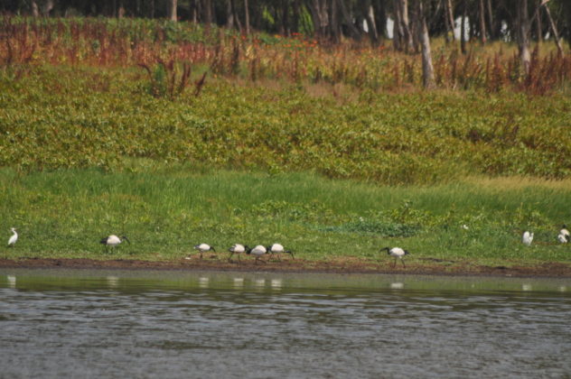 Drying up Lake Chivero.