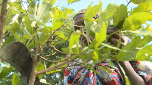 Tree pruning where excess branches are removed to encourage healthy growth.