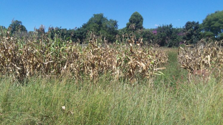 Maize planted in some urban field in Harare ready for harvest.