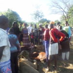 Death amidst meal for lions in Hwange.