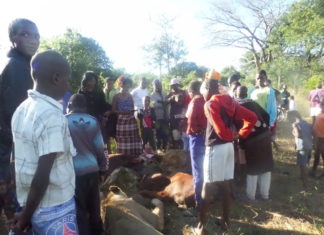 Death amidst meal for lions in Hwange.