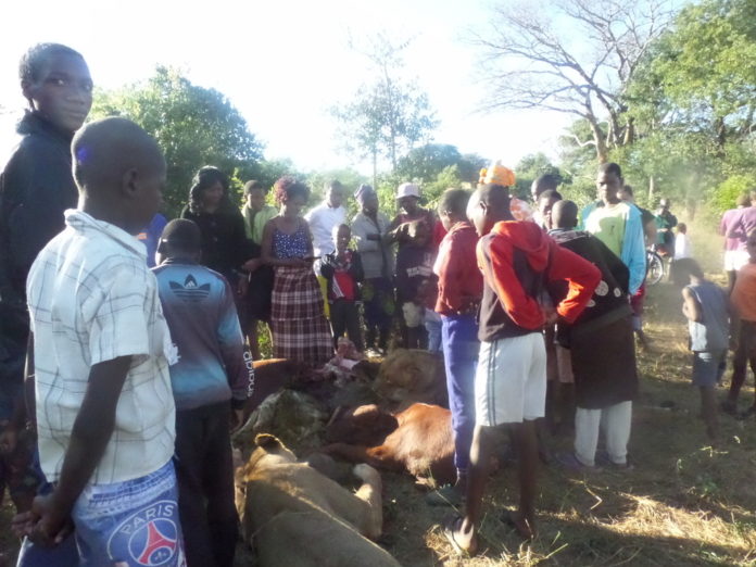 Death amidst meal for lions in Hwange.