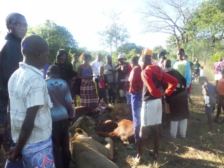 Man killed, eaten by lion in Zimbabwe