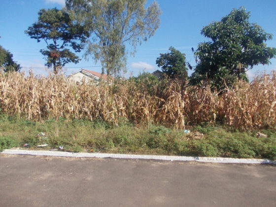 Roadside urban farming in Harare.