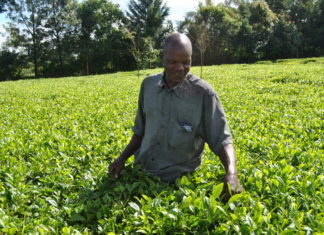The coronavirus outbreak has forced many to stay home, driving up the demand for tea.