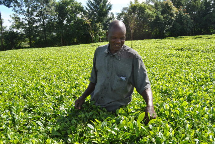 The coronavirus outbreak has forced many to stay home, driving up the demand for tea.