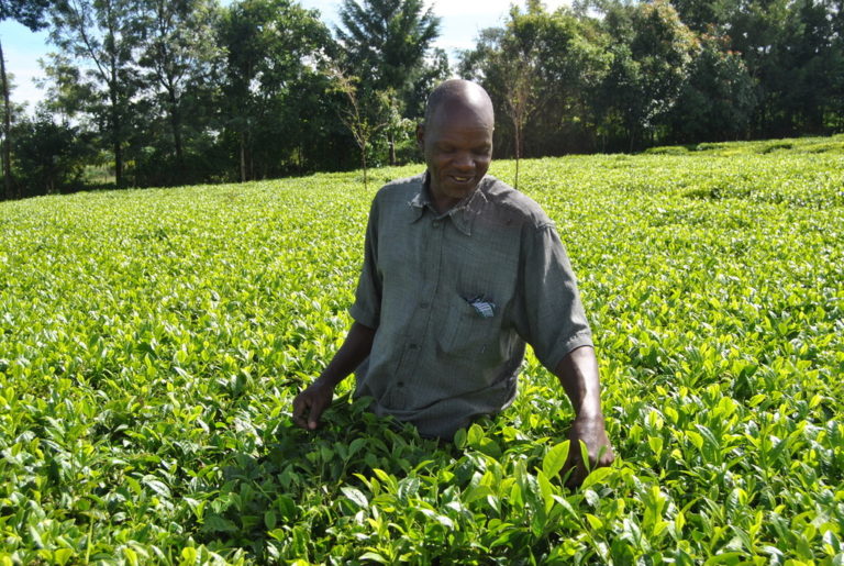 Tea farmers in Kenya find reprieve as international market opens up for their produce.