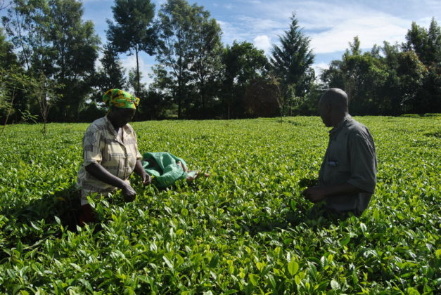 The coronavirus outbreak has forced many to stay home, driving up the demand for tea.