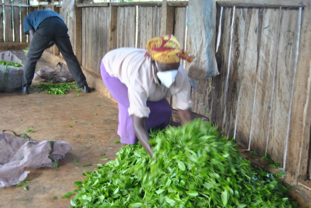 The coronavirus outbreak has forced many to stay home, driving up the demand for tea.