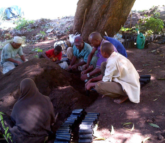 Tree planting.