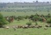 The Kenya Wildlife Service plans to set up buildings inside the Nairobi National Park, threatening its biodiversity.
