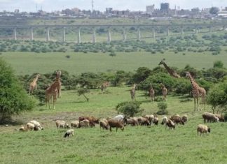 The Kenya Wildlife Service plans to set up buildings inside the Nairobi National Park, threatening its biodiversity.