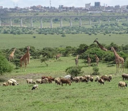 The Kenya Wildlife Service plans to set up buildings inside the Nairobi National Park, threatening its biodiversity.