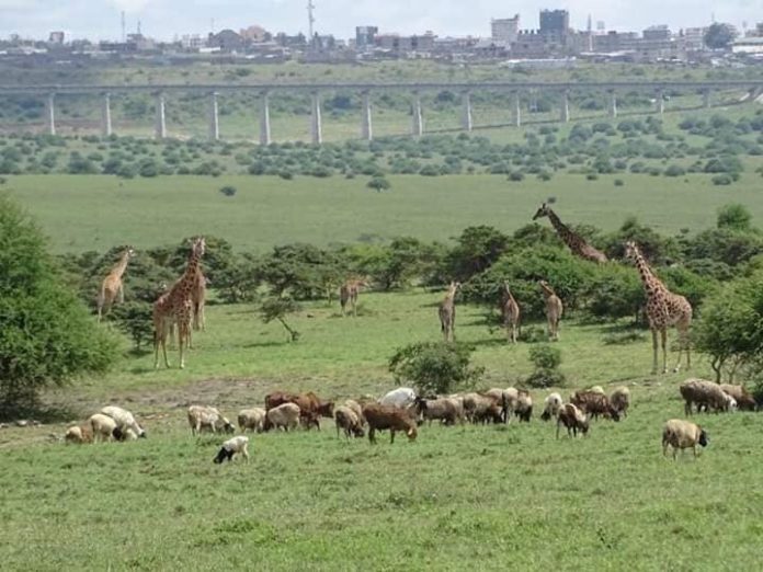 The Kenya Wildlife Service plans to set up buildings inside the Nairobi National Park, threatening its biodiversity.