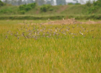 Birds destroy rice plantation by feeding on it.