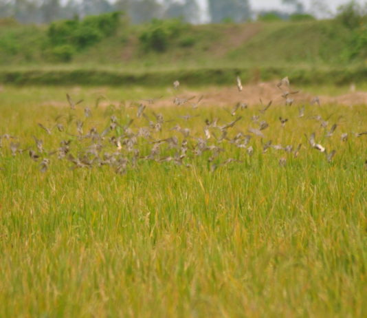 Birds destroy rice plantation by feeding on it.