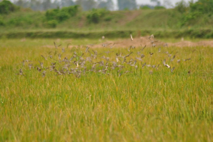 Birds destroy rice plantation by feeding on it.