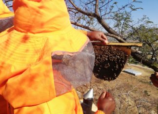 Beehives in Dangamvura scares away residents who look for firewood in the mountains