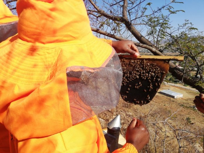 Beehives in Dangamvura scares away residents who look for firewood in the mountains