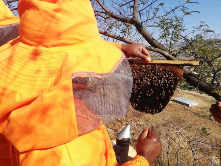 Of Energy Crisis, Beekeeping And Forest Conservation In Zimbabwe