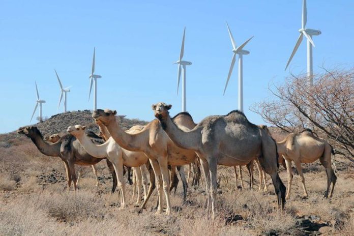 Camels herding