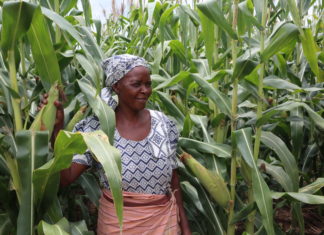 Anna Guwe and her maize crops