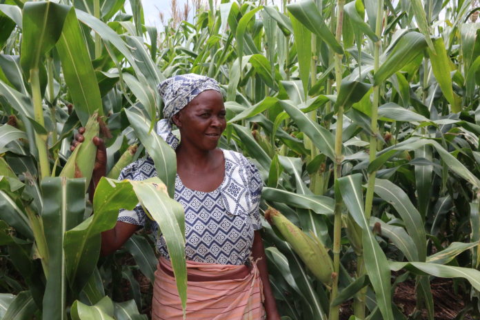 Anna Guwe and her maize crops