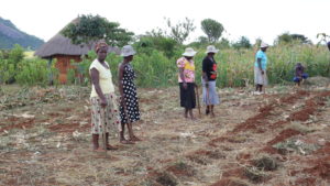 Farmers doing land preparation for Pfumvudza