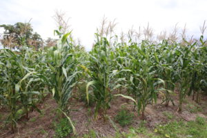 A mulched maize crop