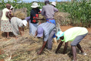 Farmers preparing the land for Pfumvudza on zero tillage