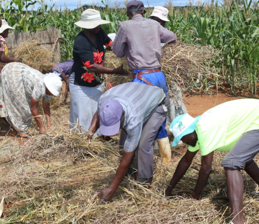 Farmers preparing the land for Pfumvudza on zero tillage