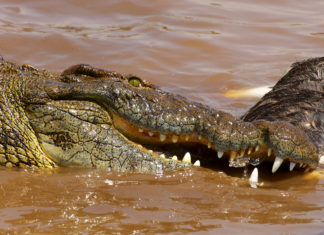 Mara River degradation