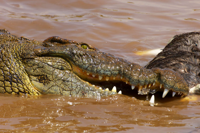 Mara River degradation