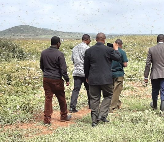 Locusts infestation