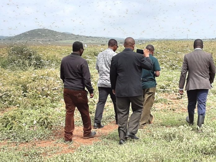 Locusts infestation