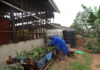 50 year old Peace Mukulungu, a resident of Ntinda, Kampala is an Aquaponics farming project beneficiary. She is now able to feed her family and earn income from her aquaponics farming project