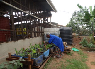 50 year old Peace Mukulungu, a resident of Ntinda, Kampala is an Aquaponics farming project beneficiary. She is now able to feed her family and earn income from her aquaponics farming project