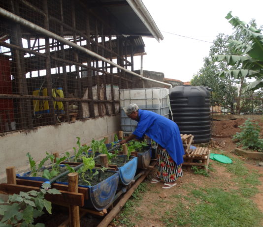 50 year old Peace Mukulungu, a resident of Ntinda, Kampala is an Aquaponics farming project beneficiary. She is now able to feed her family and earn income from her aquaponics farming project