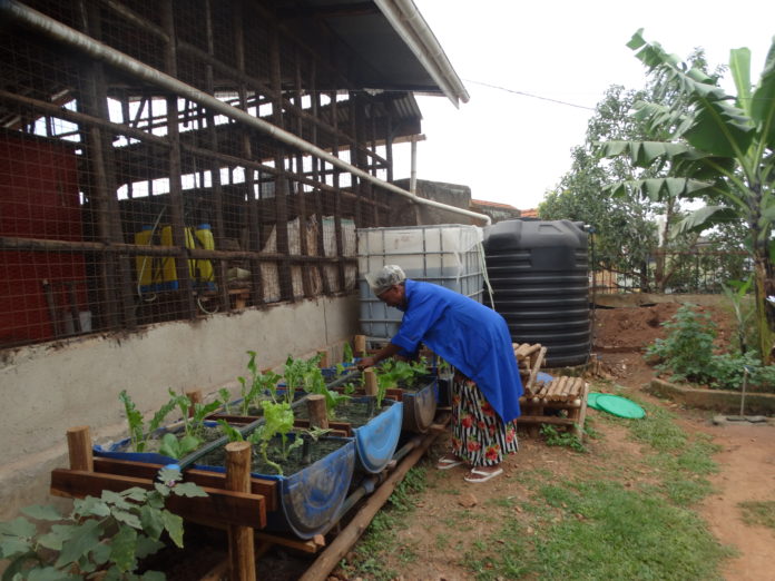 50 year old Peace Mukulungu, a resident of Ntinda, Kampala is an Aquaponics farming project beneficiary. She is now able to feed her family and earn income from her aquaponics farming project