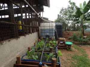 An automated Aquaponics farming system consisting of a fish tank and grow beds where vegetables are grown.